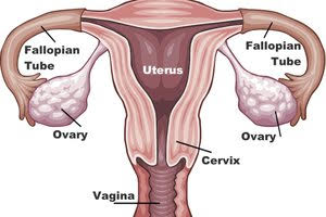 uterus, fallopian tubes and ovaries