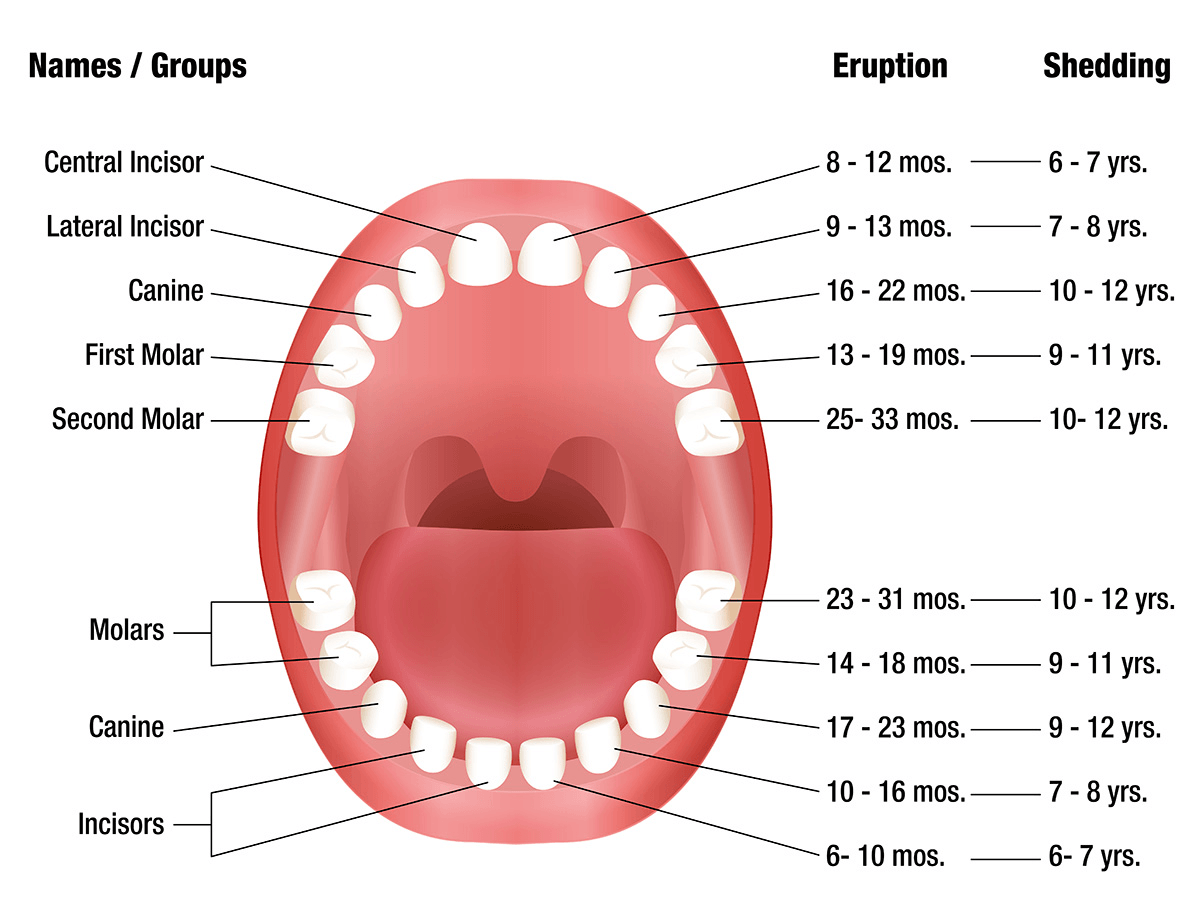 baby teething chart