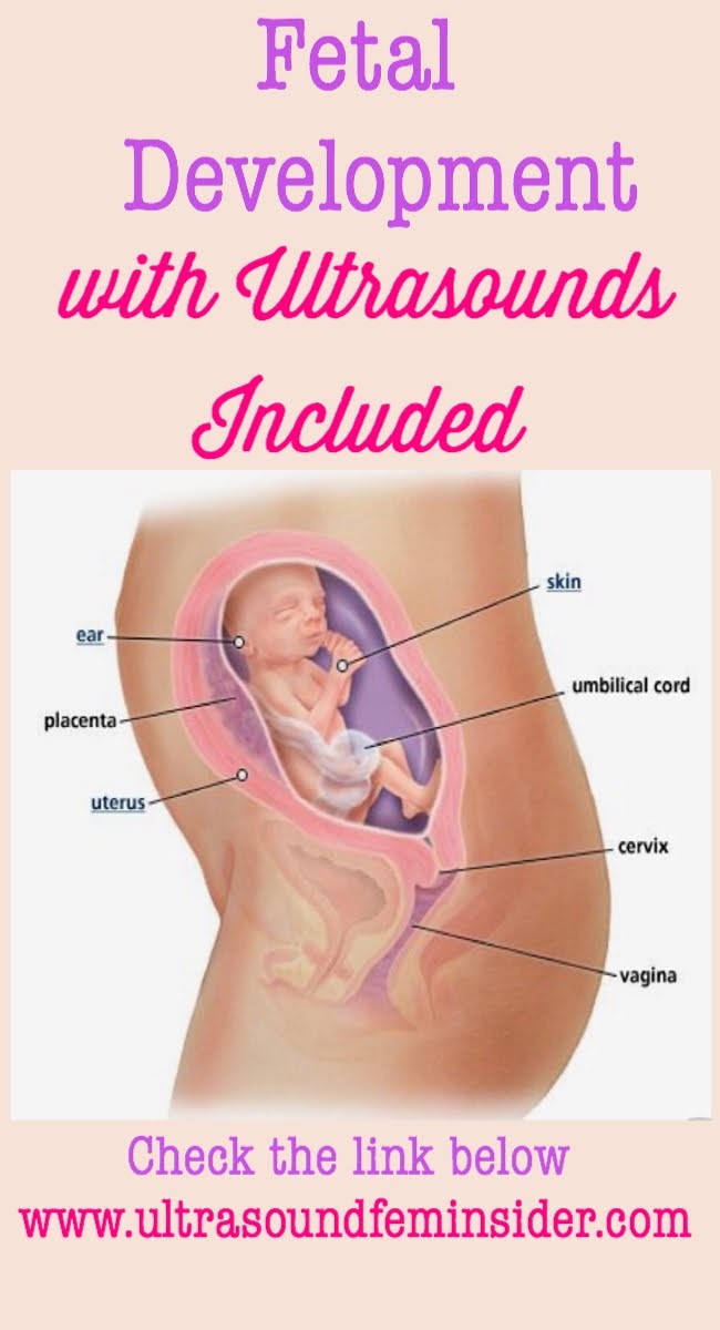 19 week Fetal pregnancy and ultrasound