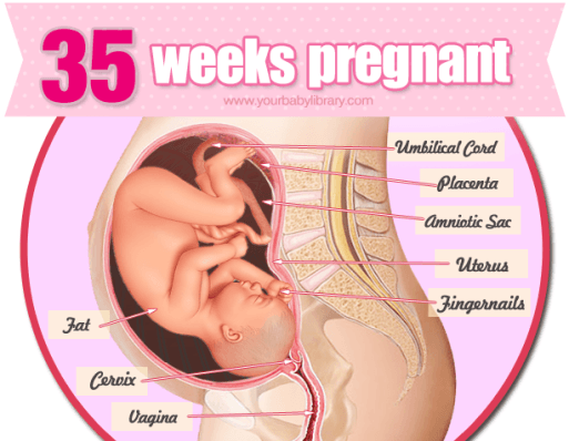 35 weeks pregnancy and ultrasound