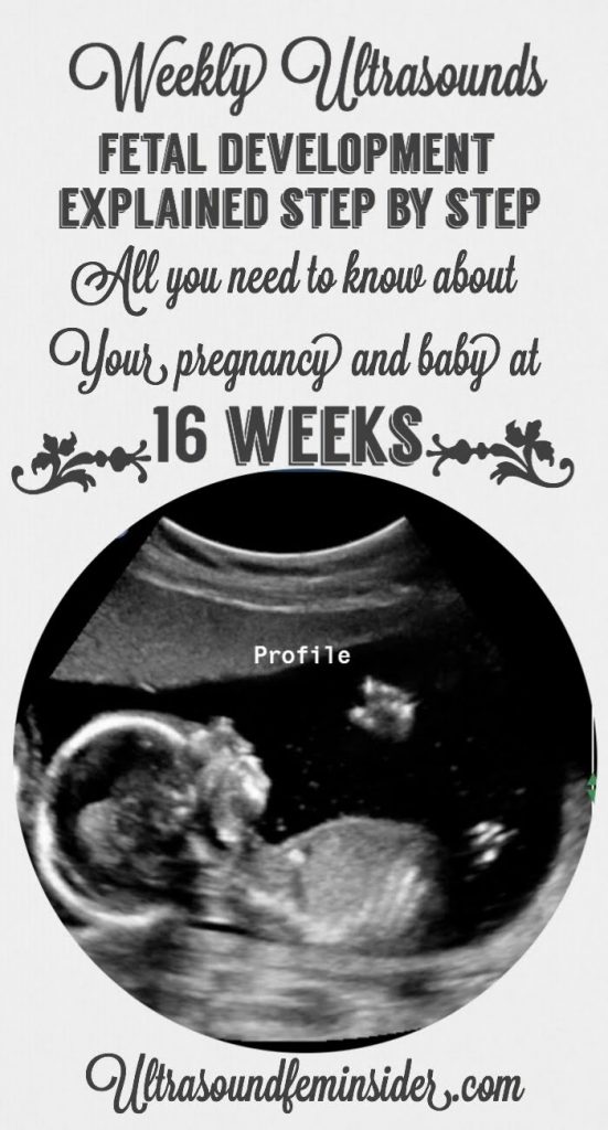 16 week pregnancy baby size ultrasound
