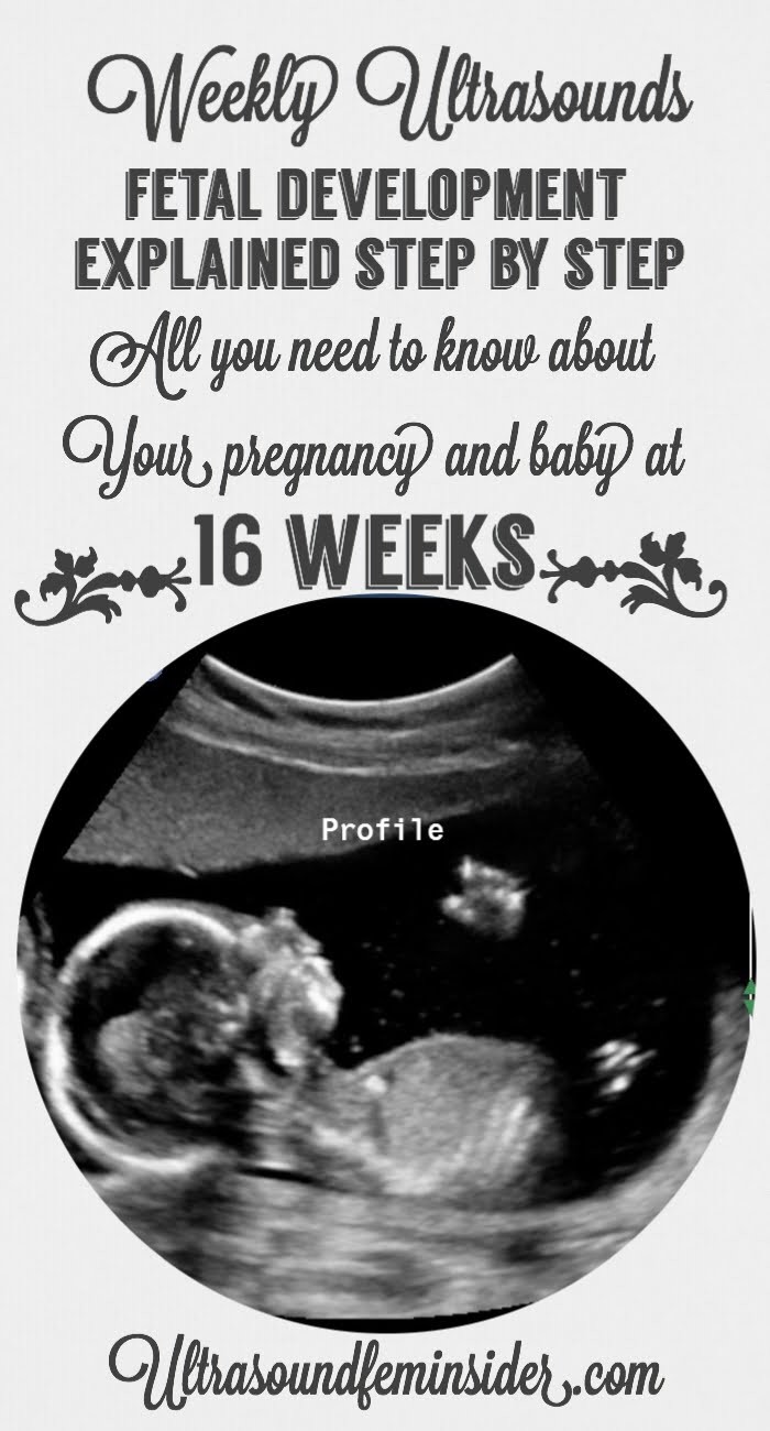 The ultimate guide for your 16 weeks ultrasound. Fetal development.