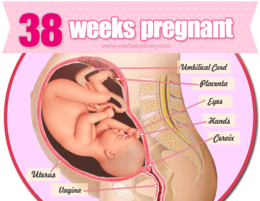 38 weeks pregnancy and ultrasound